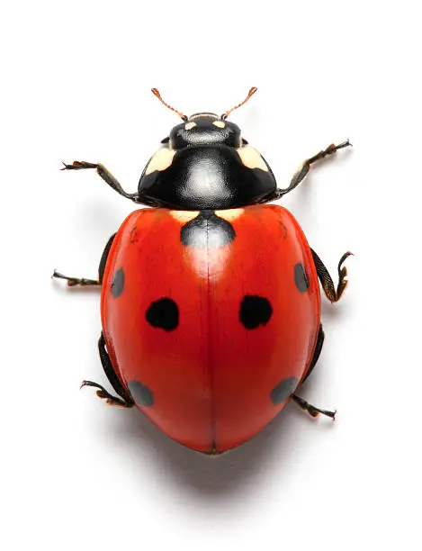 Photo of ladybug