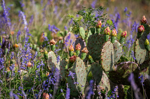 Prickly Pear Cactus with yellow flowers among Texas wildflowers on the side of the road during a full bloom spring, Ratibida columnifera (Mexican hat) | Native Plants of North America