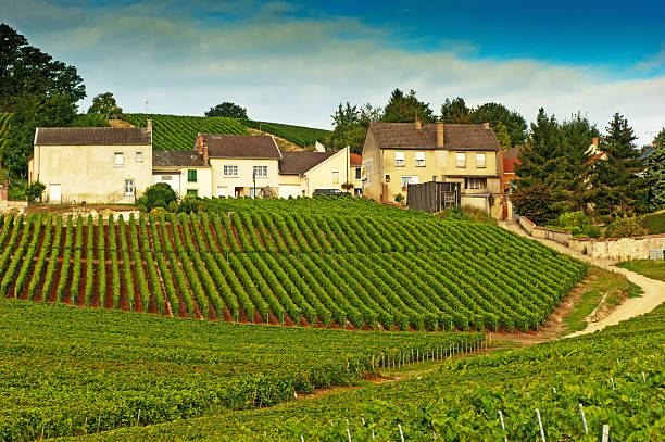 istock Champagne vineyards in Cramant 175531847