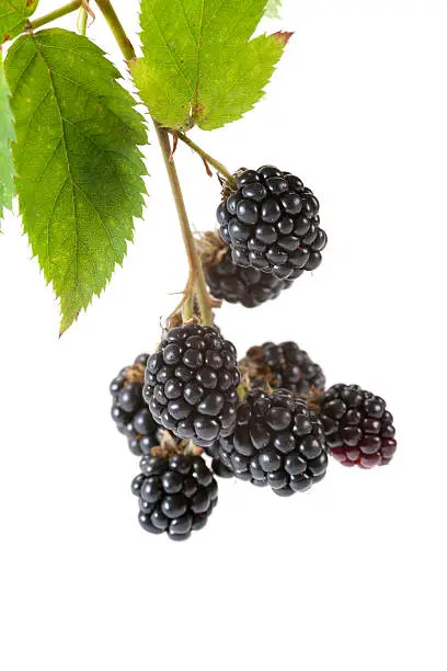 Blackberries bunch on white background. Selective focus.