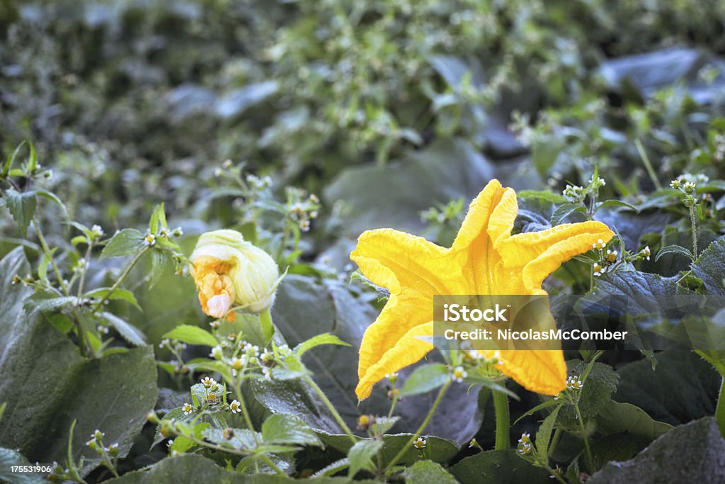 Flor comestível ao Amanhecer - Royalty-free Abóbora Foto de stock