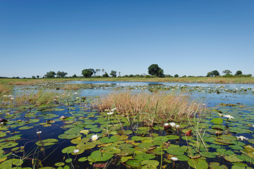 Landscape with water lilies in the Okavango Delta,Botswana.