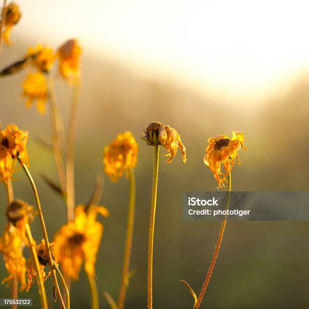 Blume Stockfoto und mehr Bilder von 21. Jahrhundert - 21. Jahrhundert, Bildhintergrund, Bildkomposition und Technik