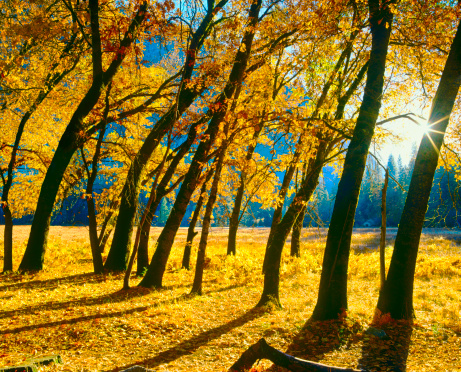 Colorful orange yellow red maple tree branch foreground autumn fall leaf color foliage leaves season in rural countryside background of dirt road in Albemarle county Virginia