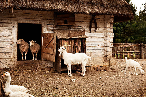 Traditional farm