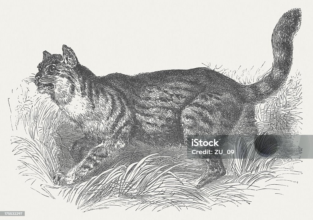 Leopardus pajeros - Illustration de Amérique centrale libre de droits