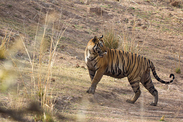 istock Bengal Tiger in Bandhavgarh NP, India 175532364