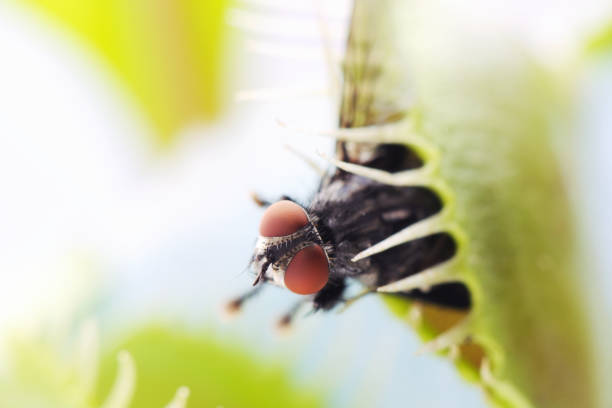 venere acchiappamosche primo piano con patta catturato - insect fly animal eye single flower foto e immagini stock