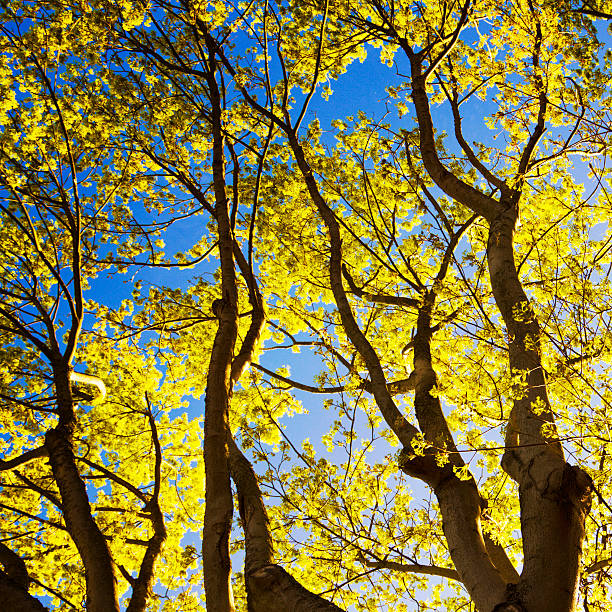 árvore - fractal clear sky tree sky imagens e fotografias de stock