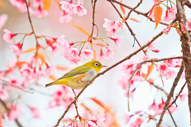 istock white-eye Bird on Cherry Blossom and sakura 175532738