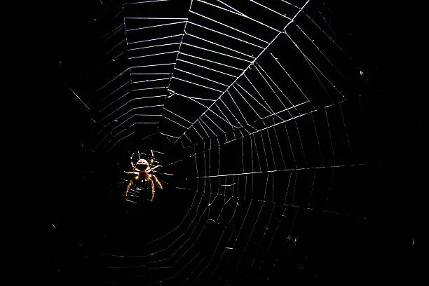 Photo of Spiderweb