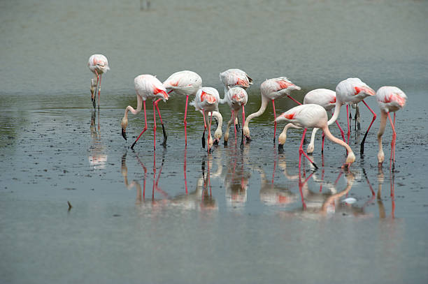 istock Pink flamingos (Phoenicopterus roseus) in Camargue (France) 175532812