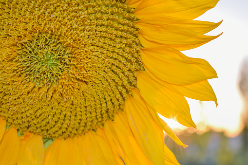 A sunflower with a bokeh background