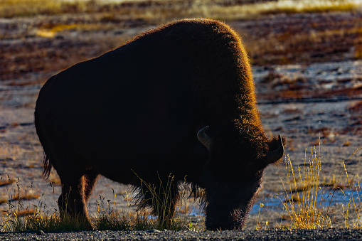 Yellowstone bison silhouette with morning sunrise