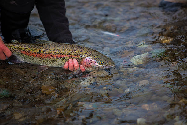istock Rainbow Trout Caught Fly Fishing in Alaska 175532891