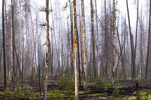 Burned out forest after a forest fire