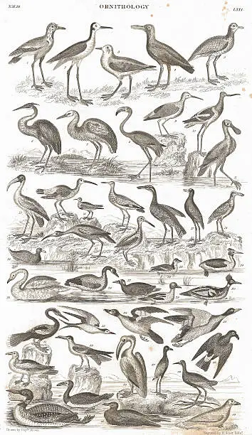 Photo of Wading Birds old litho print from 1852