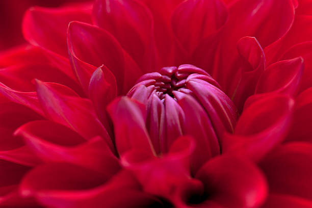 istock Red Dahlia Flower Close Up 175533174