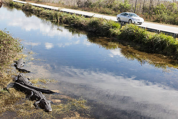 Man Hypnotizing An Alligator in the everglades
