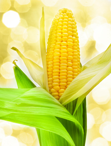 Corn close-up and bokeh