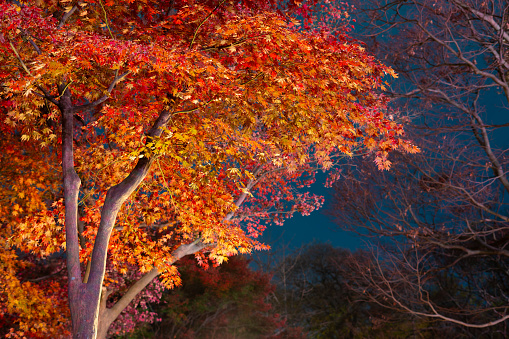 Night view of Gyerim forest autumn maple in Gyeongju, Korea