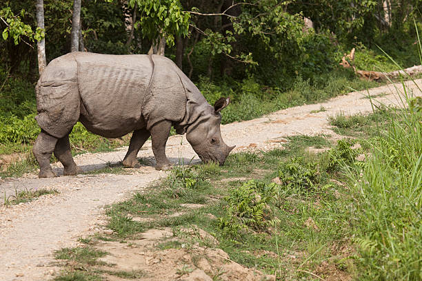 istock Indian Rhino in Chitwan 175533723