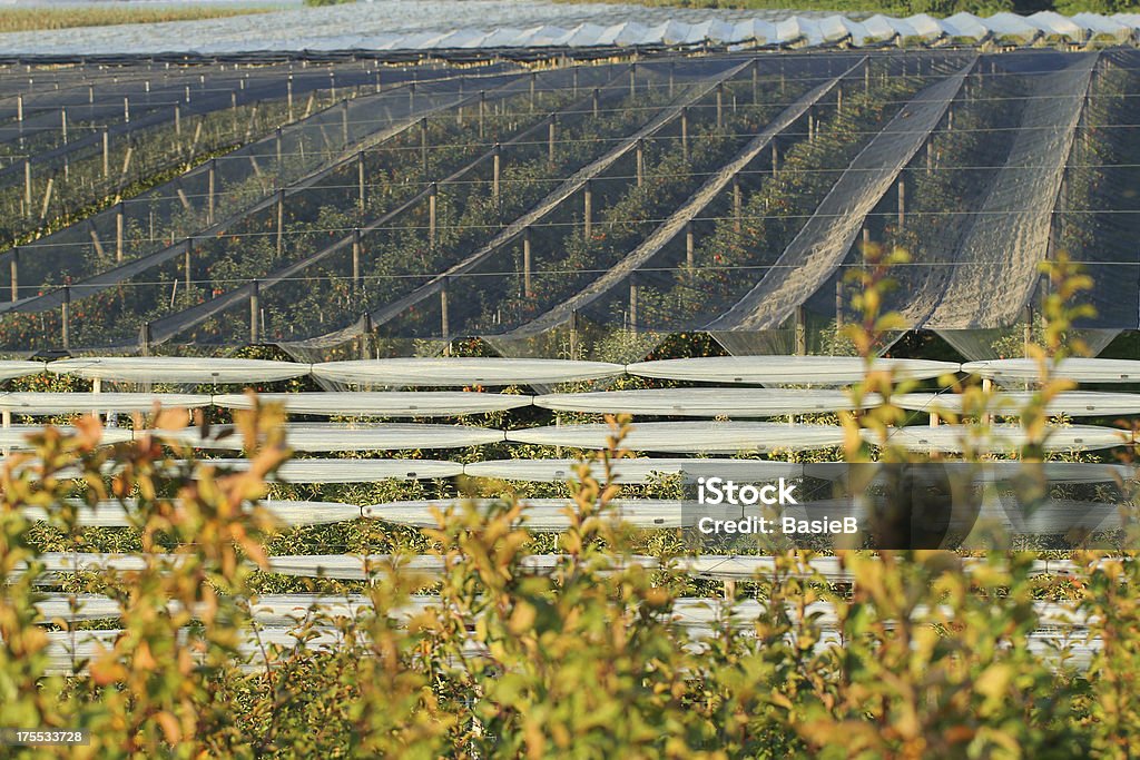 Apple orchard mit Hagel Schutz nets - Lizenzfrei Apfel Stock-Foto