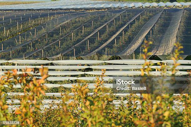 Apple Orchard Mit Hagel Schutz Nets Stockfoto und mehr Bilder von Apfel - Apfel, Apfelbaum, Baden-Württemberg