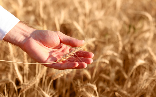 Ear of wheat in a golden field