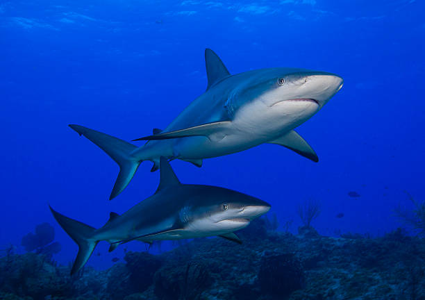 Pair of Reef Sharks stock photo