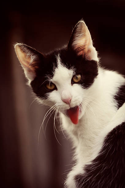 istock cat sticking tongue out 175534125
