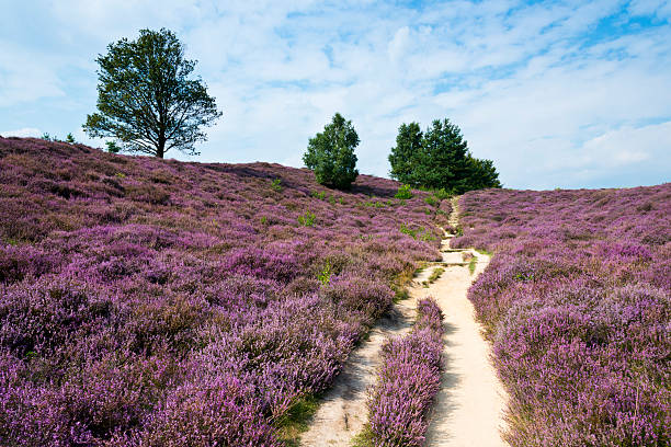 Field of Heather "Footpath through a nice field of heather. Location is the Veluwezoom, near the Dutch National Park De Hoge Veluwe, Netherlands." heather flower stock pictures, royalty-free photos & images