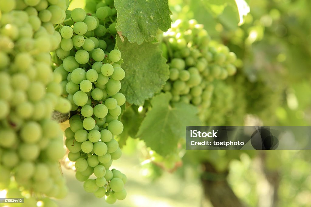 Białych winogron w winnicy - Zbiór zdjęć royalty-free (Białe winogrono)