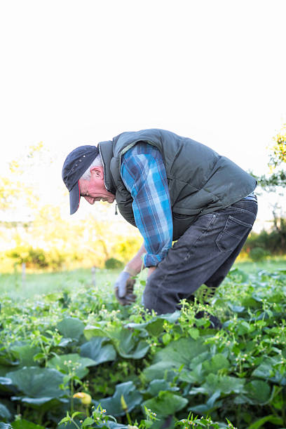 istock Senior man weeding his vegetable garden 175534606