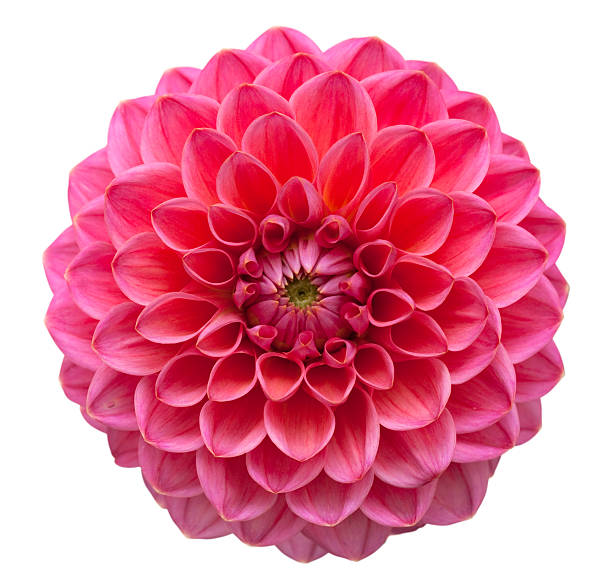 istock Pink Dahlia Flower Isolated on White 175534636