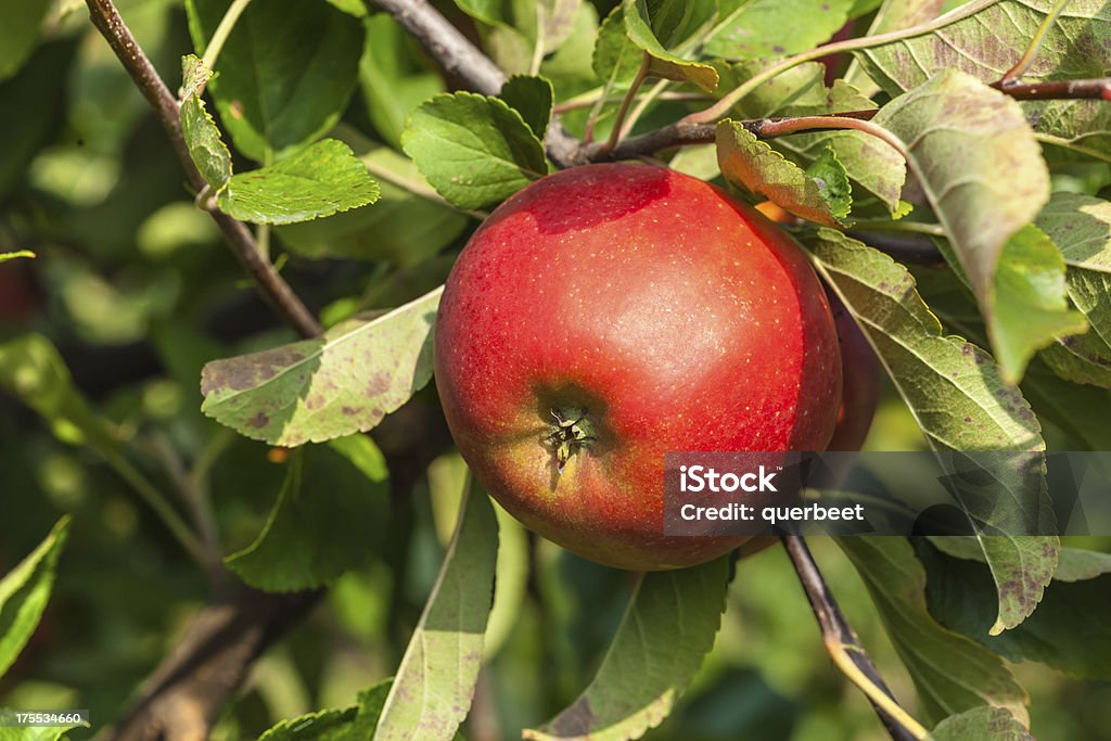 Nahaufnahme von einem apple - Lizenzfrei Apfel Stock-Foto