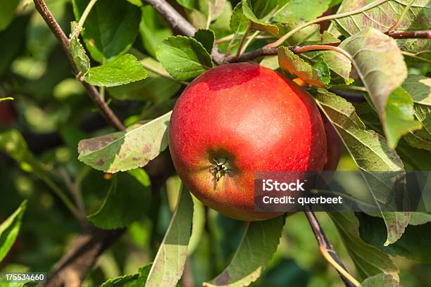 Nahaufnahme Von Einem Apple Stockfoto und mehr Bilder von Apfel - Apfel, Apfelbaum, Baum