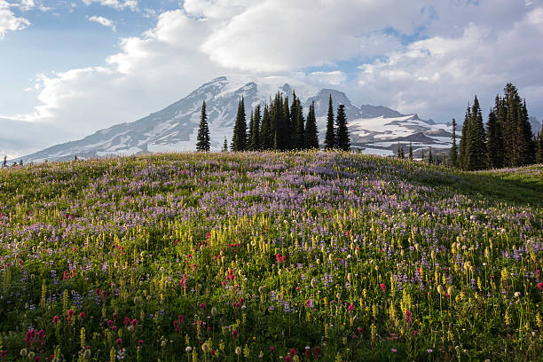 istock Mount Rainier Wildflowers Sunrise 175534895
