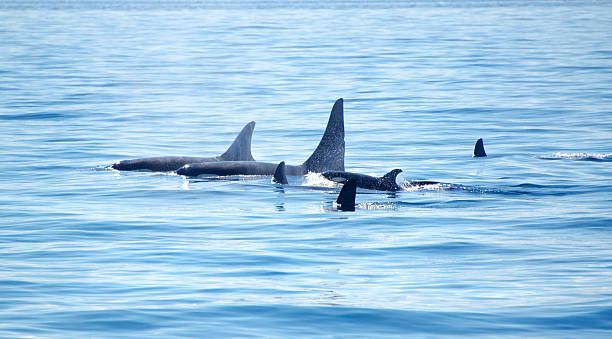 Killer Whale, orcinus orca, Adults with Calf