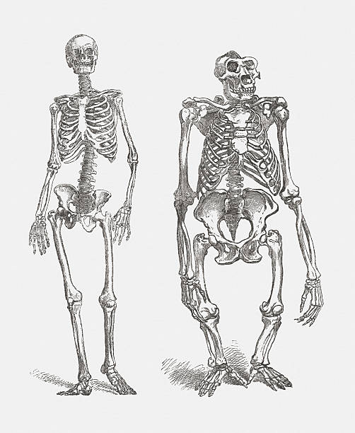 ludzkie i gorilla - animal skeleton stock illustrations