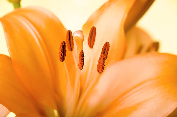 istock Orange lily closeup on stamen and pistils. 175535629