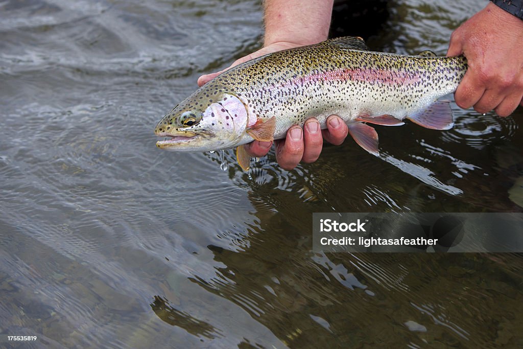 송어 낌 Flyfishing 알래스카에 - 로열티 프리 무지개송어 스톡 사진