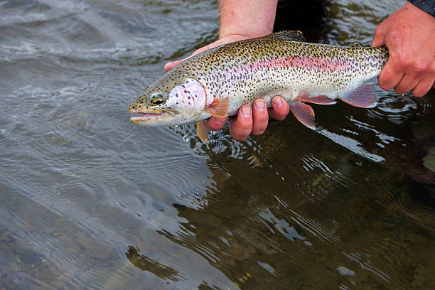 istock Trout Caught Flyfishing in Alaska 175535819