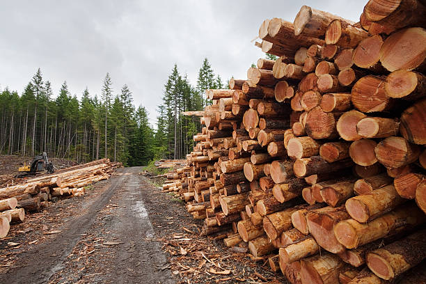 empilhados e ready - logging road imagens e fotografias de stock