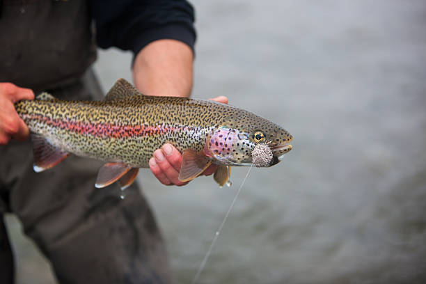 istock Rainbow Trout Caught Fly Fishing in Alaska 175535996