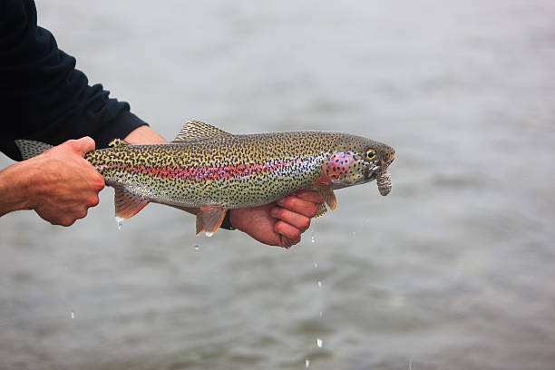 istock Trout Caught Flyfishing in Alaska 175536012