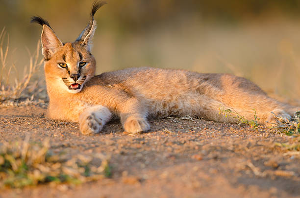 istock Caracal resting - South Africa 175536265