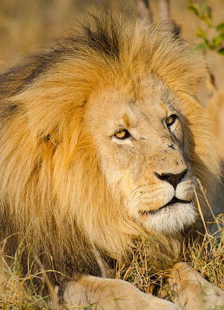 istock Lion Face Classic Pose - South Africa 175536272