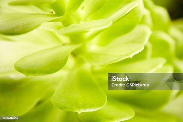 Closeup Of Green Succulent Plant Stock Photo - Download Image Now - Close-up, Flower, Environmental Conservation