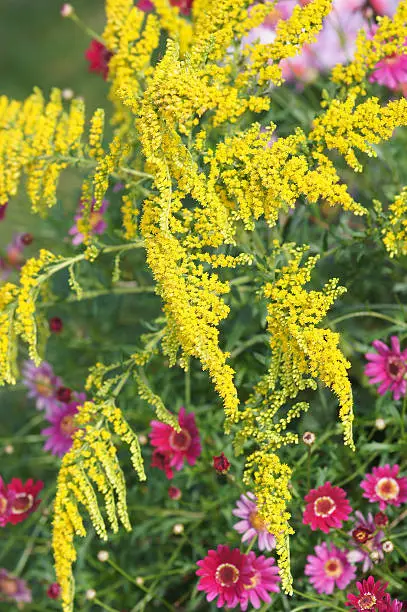Golden rod and Summerflowers.Please see more golden rod flowers of my Portfolio.Thank you!